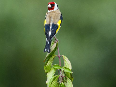 20-07-14_17-35_DSC_7680.jpg