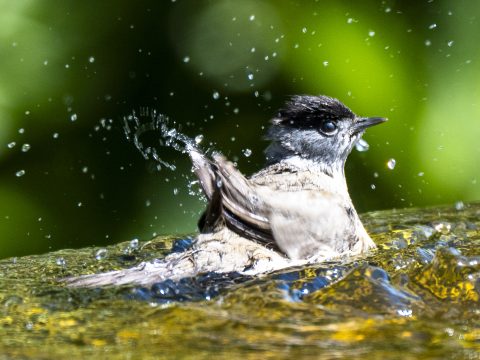 DSC_6478.jpg