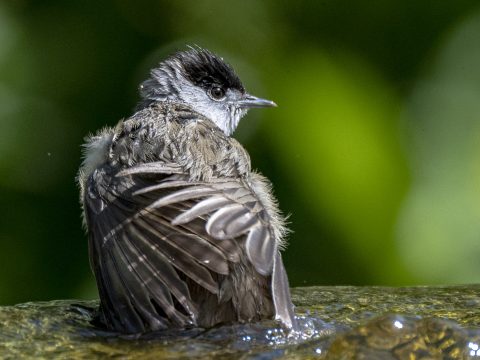 DSC_6493.jpg