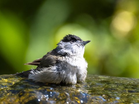 DSC_6509.jpg